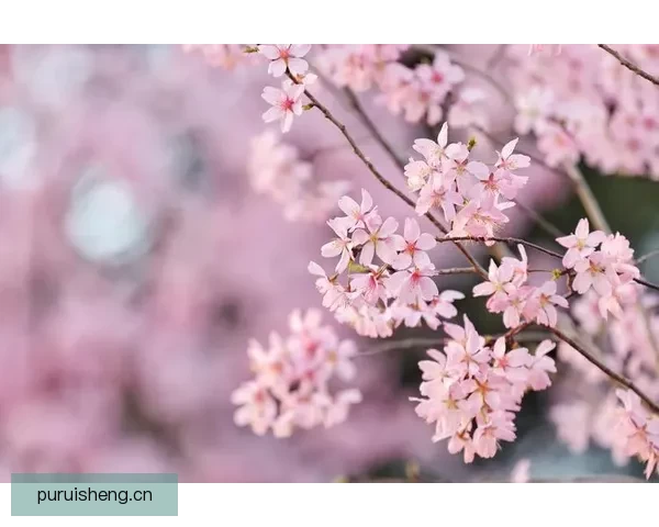 樱花视频在线观看：点亮你的视觉盛宴，开启无限精彩